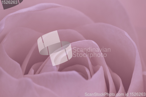 Image of pink rose macro