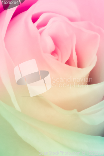 Image of multicolor rose