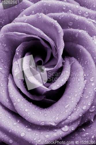 Image of violet rose