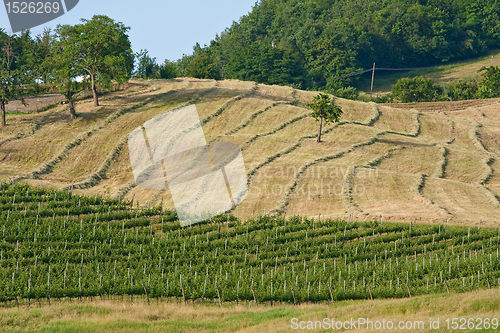 Image of Typical Tuscan landscape