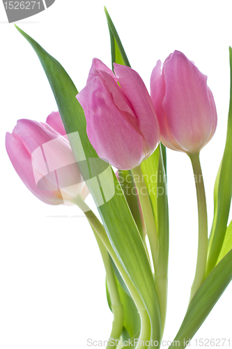 Image of pink tulips