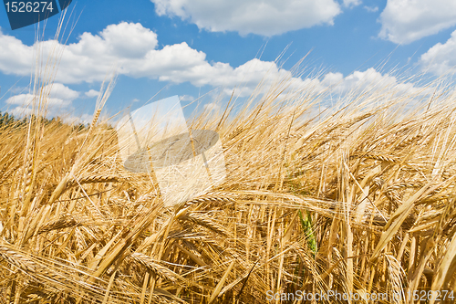 Image of agriculture landscape