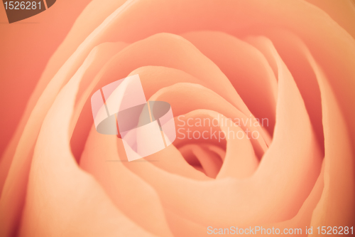 Image of orange rose macro
