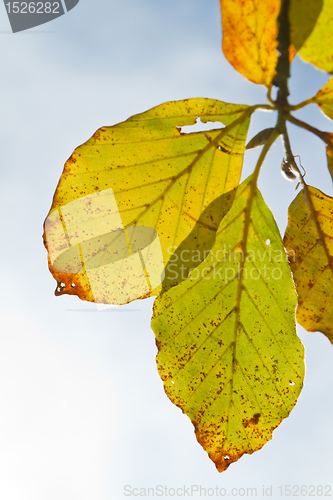 Image of autumn foliage