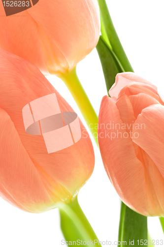 Image of orange tulips