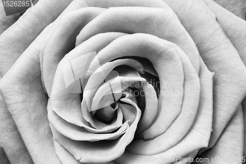 Image of white rose