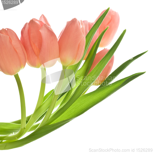 Image of orange tulips