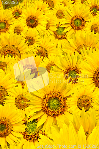 Image of sunflower background