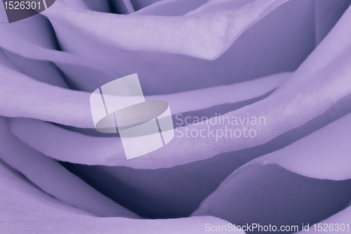 Image of violet rose close up