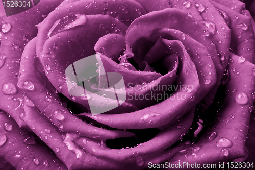 Image of pink rose