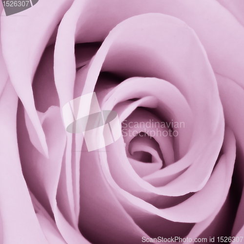 Image of violet rose close up