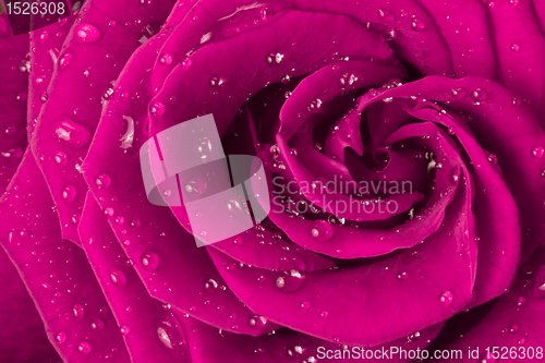 Image of pink rose