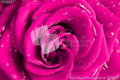 Image of pink rose