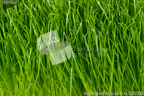 Image of green grass