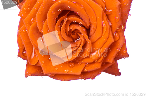 Image of orange rose