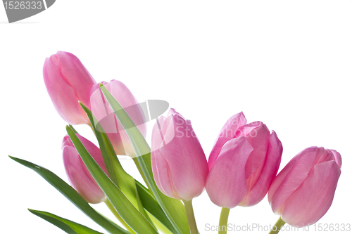 Image of pink tulips