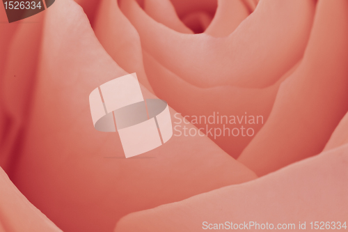 Image of pink rose macro