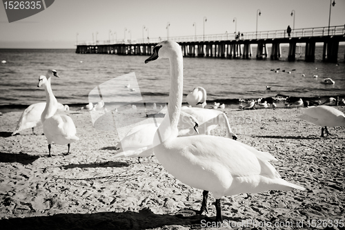 Image of birds at pier