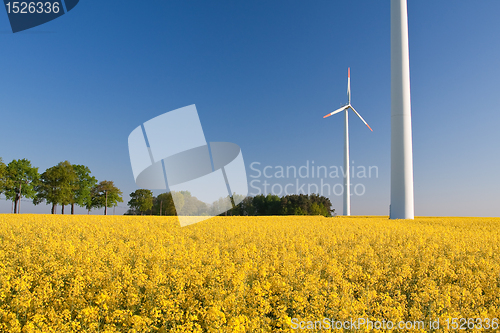 Image of windmill  farm in the rape field