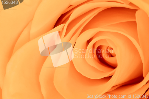 Image of orange rose close up