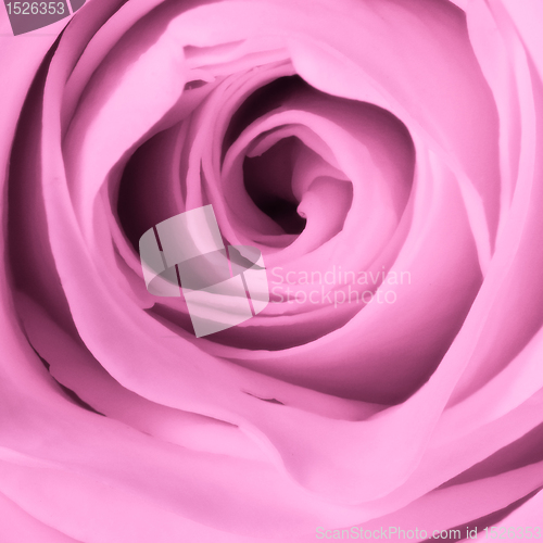 Image of pink rose close up