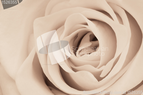 Image of white rose close up