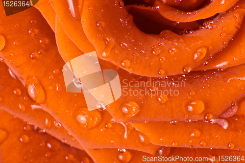 Image of orange rose
