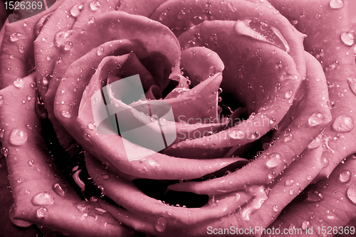 Image of pink rose