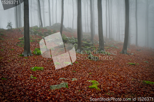 Image of misty forest