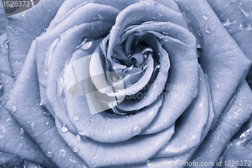 Image of blue rose