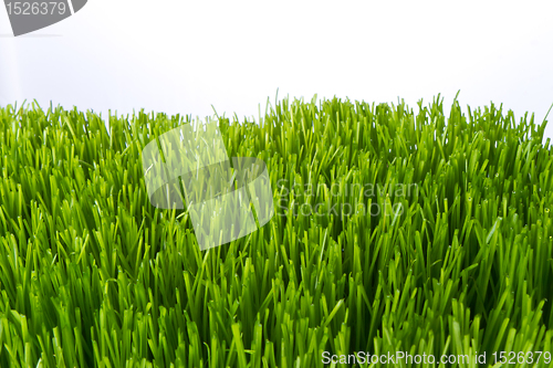 Image of green grass