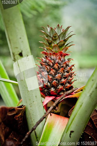 Image of wild pineapple