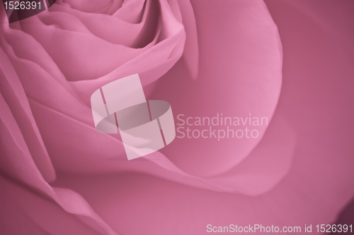 Image of pink rose macro