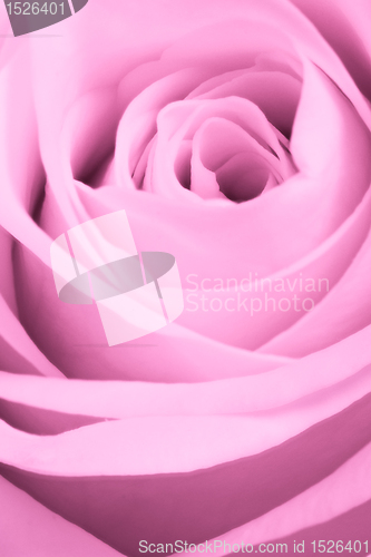 Image of pink rose close up