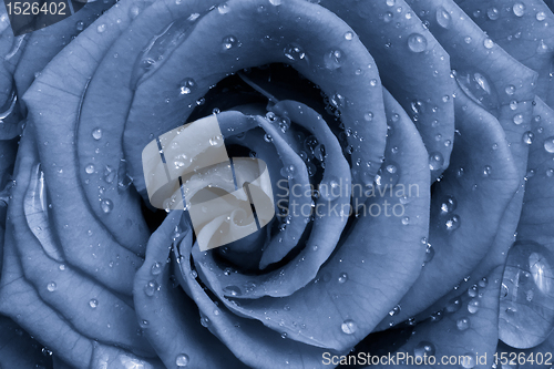 Image of blue rose