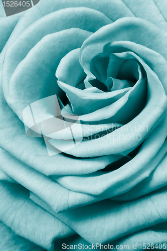 Image of rose petals