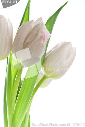 Image of tulips