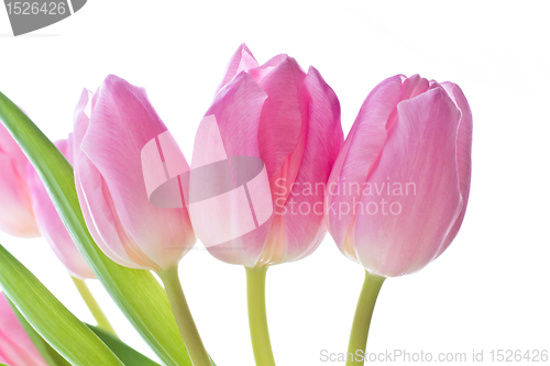 Image of pink tulips