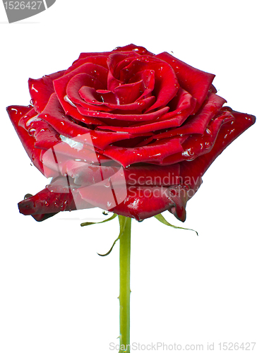 Image of red rose