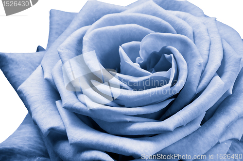 Image of blue rose