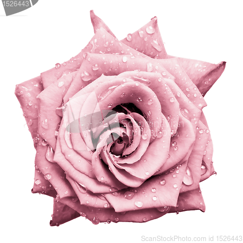 Image of pink rose