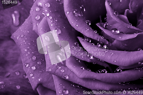 Image of violet rose