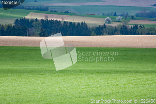 Image of green field