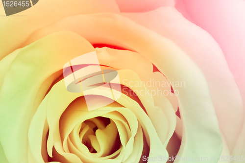 Image of multicolor rose