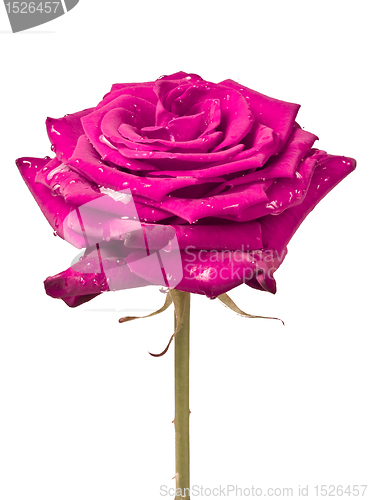 Image of pink rose