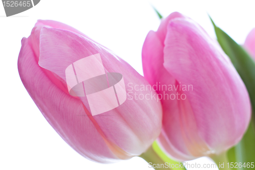 Image of pink tulips