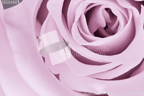 Image of violet rose close up