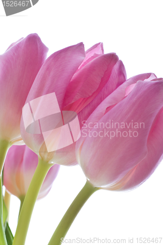 Image of pink tulips