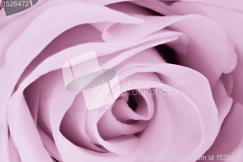 Image of violet rose close up