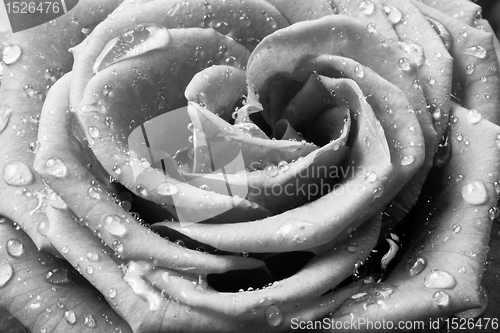 Image of white rose